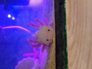 Liebevolle Axolotl Aufzucht