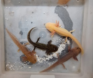 Axolotl,Duo,Trio,Quartett