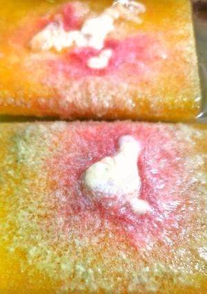 Microfex Zuchtansatz