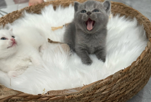    Wunderschöne  Bkh Babykatze britische Katze    Bild 3