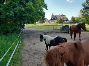 Idyllischer Stall hat nur noch einen Platz frei . 