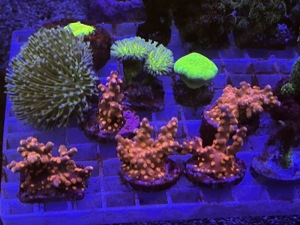 Korallen Meerwasser 