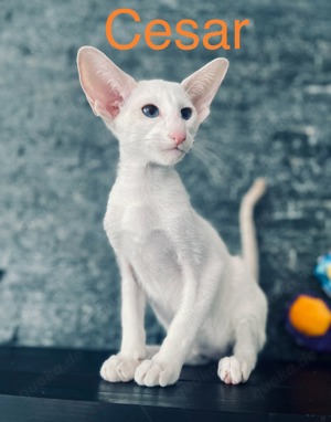 Orientalische Kurzhaar Kitten  Bild 1