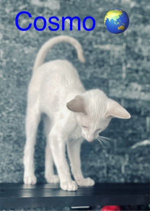Orientalische Kurzhaar Kitten  Bild 6