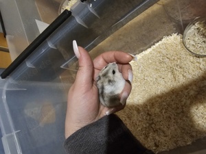 Kleine Hamster Bild 1