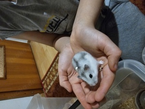 Kleine Hamster Bild 2