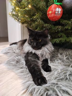 Maine Coon Deckkater 