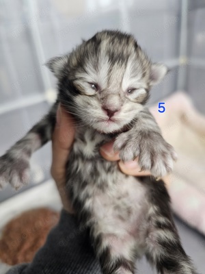 Reinrassig Maine-Coon Kitten mit Stammbaum Kater und Mädchen  Bild 7