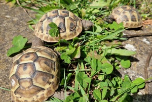 Griechische Landschildkröten - Testudo hermanni boettgeri   Nachzuchten 2023 Bild 7