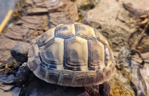 Griechische Landschildkröten - Testudo hermanni boettgeri   Nachzuchten 2023 Bild 2