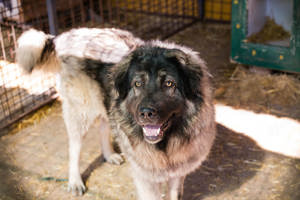 *BEAR* ist ein Herdenschutzhund und sollte zu entsprechend erfahrenen Menschen. 