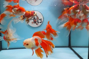 KOI 13 Anz. 12. 2024 - Goldfisch - Schleierschwanz - Oranda - Ranchu & Co