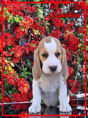 Beagle Welpen Reinrassig Bild 3