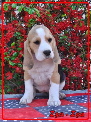 Beagle Welpen Reinrassig Bild 8