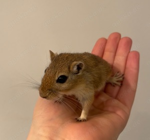 Handzahme Rennmäuse aus langjähriger Hobbyzucht Bild 1