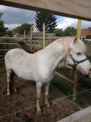 Welsh Pony Hengst  Bild 1