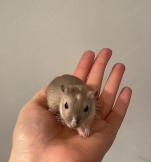 Handzahme Rennmäuse aus langjähriger Hobbyzucht Bild 6