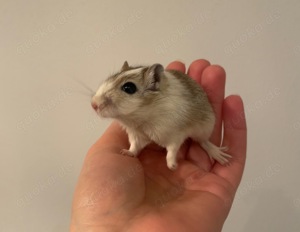 Handzahme Rennmäuse aus langjähriger Hobbyzucht Bild 2