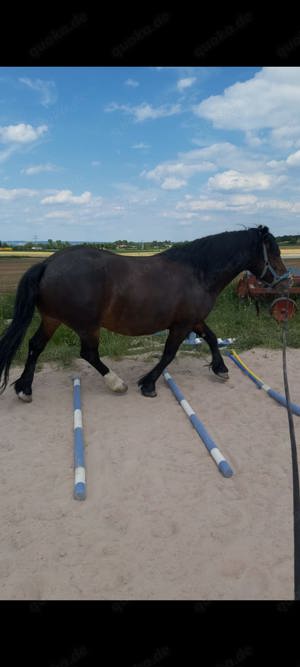 Biete Pflege-   Reitbeteiligung  Bild 3