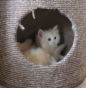 Reinrassige rote Main Coon Kitten Bild 5