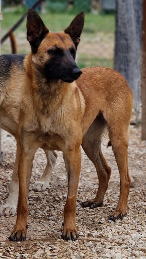 Thai, geb. ca. 06 2023, lebt auf einer Pflegestelle in 58313 Herdecke Bild 9