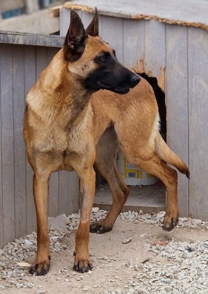 Thai, geb. ca. 06 2023, lebt auf einer Pflegestelle in 58313 Herdecke Bild 8
