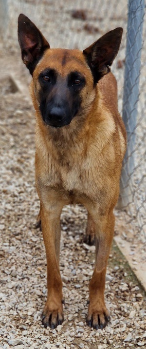 Thai, geb. ca. 06 2023, lebt auf einer Pflegestelle in 58313 Herdecke Bild 7