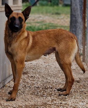 Thai, geb. ca. 06 2023, lebt auf einer Pflegestelle in 58313 Herdecke Bild 5