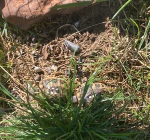 Griechische Landschildkröte NZ 2024 und NZ 2025