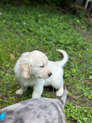 Golden Retriever Labrador Welpen :)  Bild 2