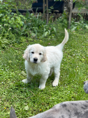 Golden Retriever Labrador Welpen :)  Bild 1
