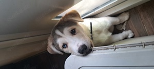 Labrador-Husky letzter Rüde suchen noch liebevolle Familie! Bild 1