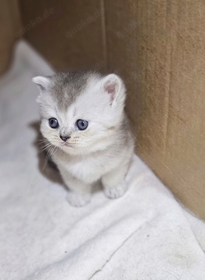 Britisch Kurzhaar Kitten BKH  Bild 1
