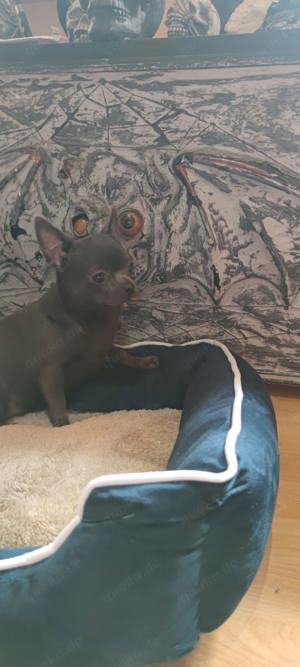 Chihuahua Baby in der seltenen Farbe blue Bild 3