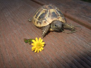 Griechische Landschildkröten-Eigene Nachzuchten 2022 mit EU-Bescheinigung