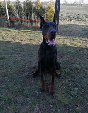 Kräftiger, großer Dobermann Rüde