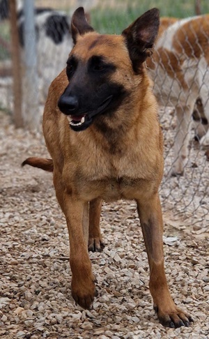 Thai, geb. ca. 06 2023, lebt auf einer Pflegestelle in 58313 Herdecke Bild 2