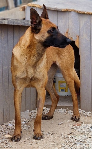 Thai, geb. ca. 06 2023, lebt auf einer Pflegestelle in 58313 Herdecke Bild 4