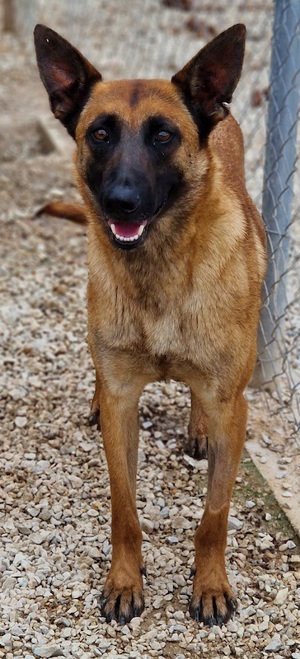 Thai, geb. ca. 06 2023, lebt auf einer Pflegestelle in 58313 Herdecke Bild 10