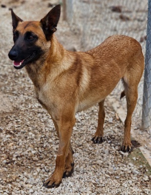 Thai, geb. ca. 06 2023, lebt auf einer Pflegestelle in 58313 Herdecke Bild 3