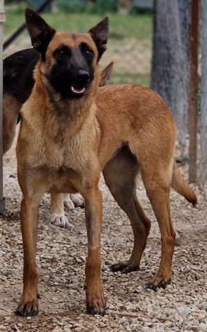 Thai, geb. ca. 06 2023, lebt auf einer Pflegestelle in 58313 Herdecke Bild 6