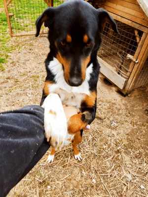 Milo lebt im Tierheim in Bosnien und sucht ein Zuhause