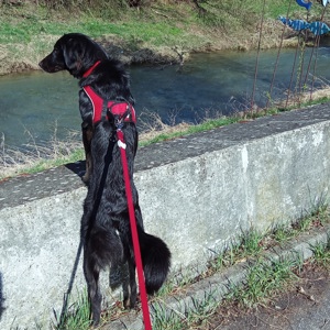 Schaferhund Rottweiler Mix 