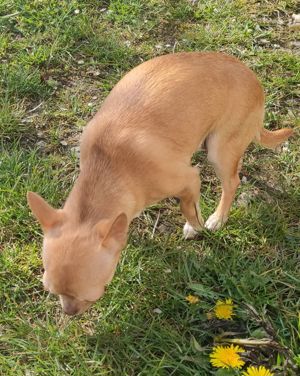 Chihuahuahündin mit Schokonase Kurzhaar  Bild 2