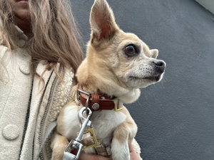 Lennox & Moe *in 80687 München* liebenswerte Chihuahuarüden, ca. 12 & 7 Jahre Bild 6