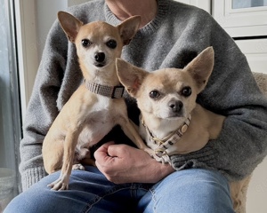 Lennox & Moe *in 80687 München* liebenswerte Chihuahuarüden, ca. 12 & 7 Jahre Bild 10