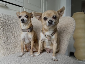 Lennox & Moe *in 80687 München* liebenswerte Chihuahuarüden, ca. 12 & 7 Jahre Bild 2