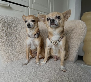 Lennox & Moe *in 80687 München* liebenswerte Chihuahuarüden, ca. 12 & 7 Jahre Bild 4