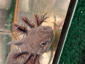 Mela Axolotl 