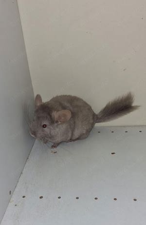 Chinchilla 